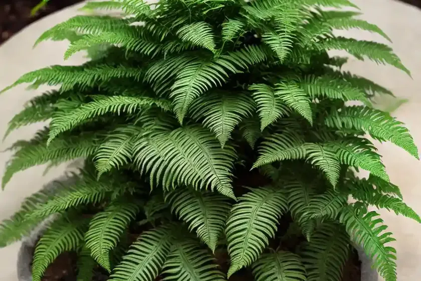 Korean Rock Fern (Polystichum Tsus-simense)