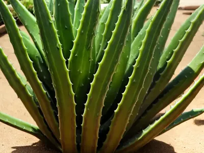 Kumara Plicatilis (Aloe Plicatilis)