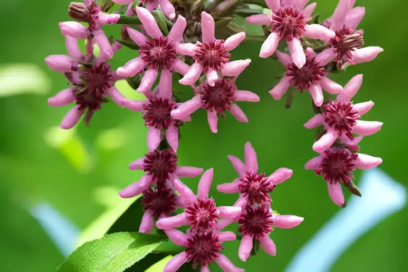 Labiatae (lamiaceae) — photo 2