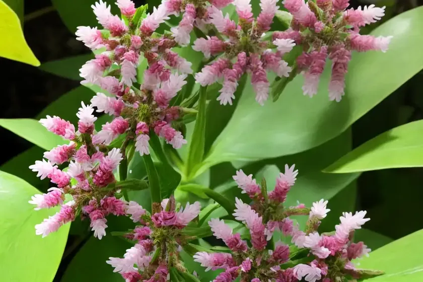 Labiatae (lamiaceae) — photo 3