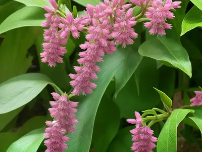 Labiatae (Lamiaceae)