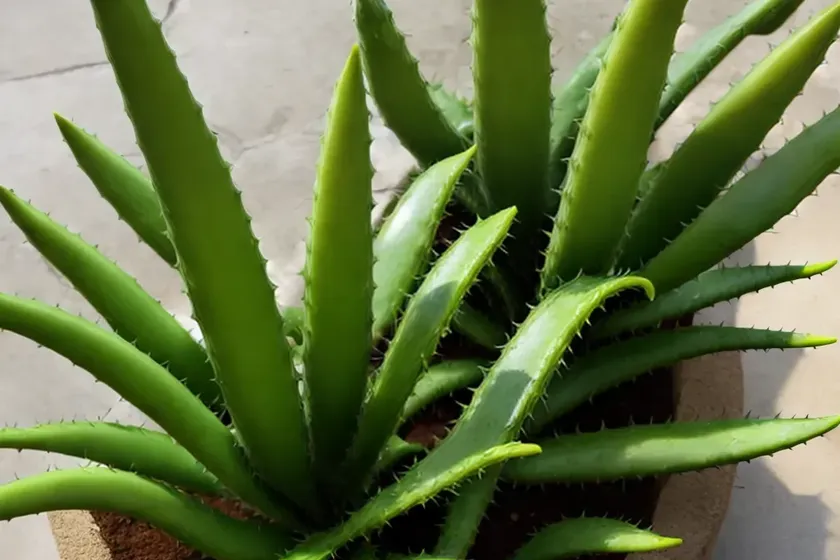 Lace aloe (aloe aristata) — photo 2