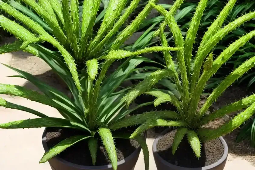 Lace aloe (aloe aristata) — photo 3