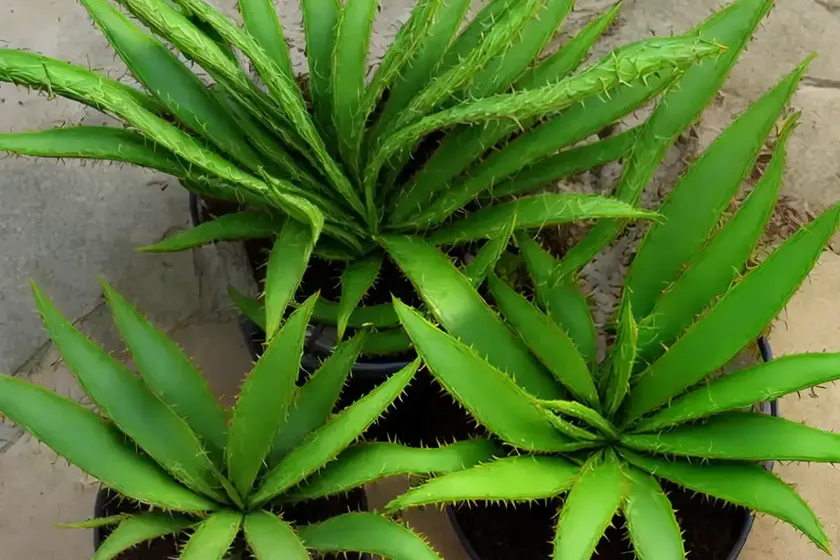 Lace aloe (aloe aristata)