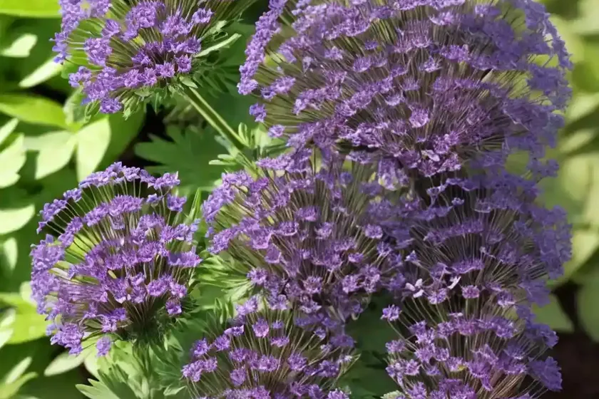 Lacy Phacelia (Phacelia Tanacetifolia) — photo 2