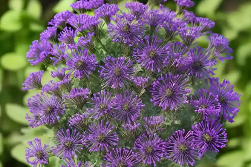 Lacy Phacelia (Phacelia Tanacetifolia) — photo 3