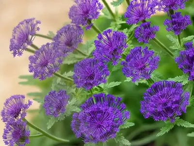 Lacy Phacelia (Phacelia Tanacetifolia)