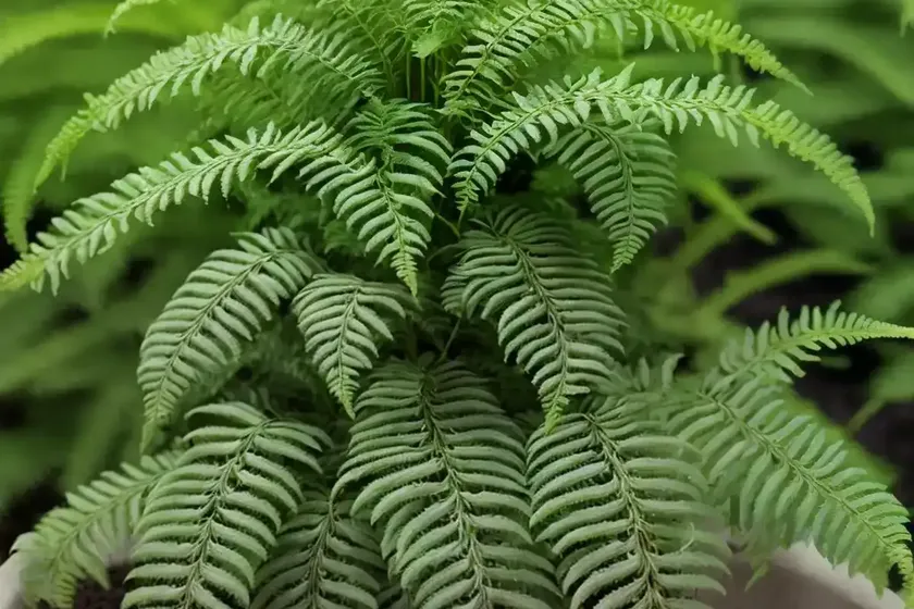 Lady fern (athyrium vidalii) — photo 2