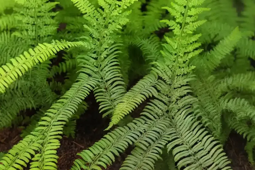 Lady fern (athyrium vidalii) — photo 3