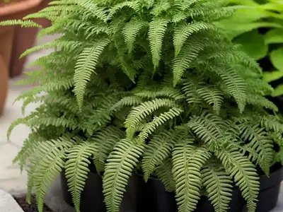 Lady Fern (Athyrium Vidalii)