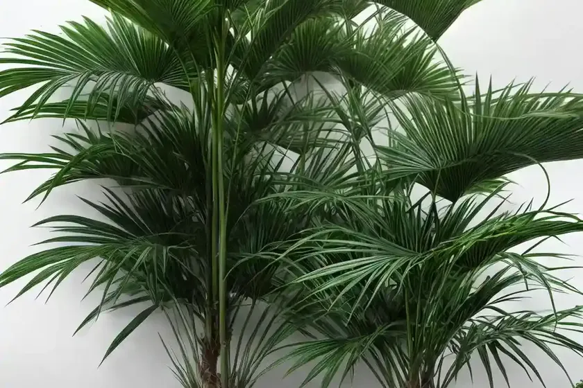 Lady palm (rhapis excelsa) — photo 2