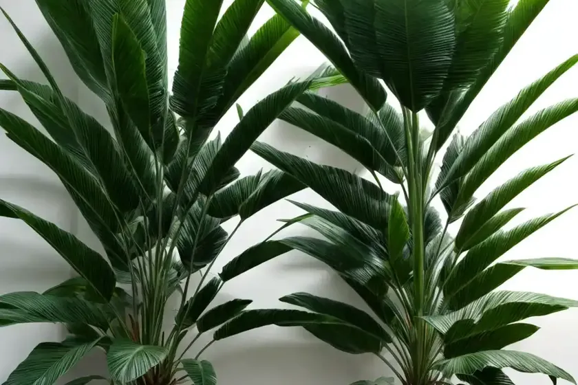 Lady palm (rhapis excelsa) — photo 3