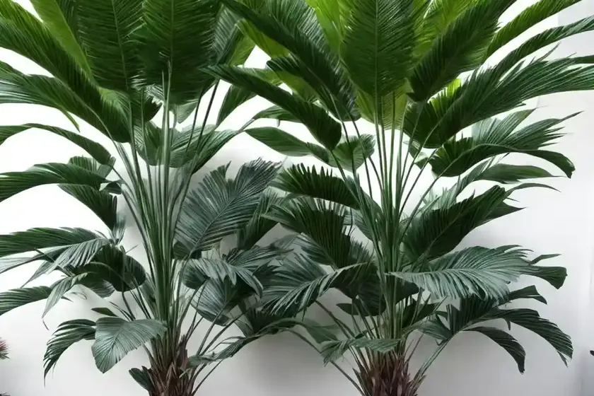 Lady palm (rhapis excelsa) — photo 2