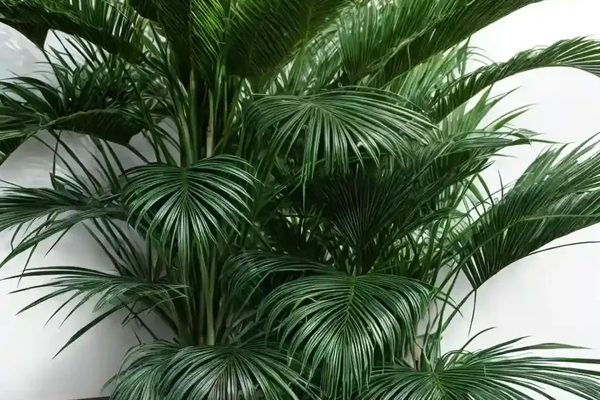 Lady palm (rhapis excelsa) — photo 3
