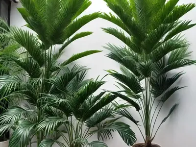 Lady Palm (Rhapis Excelsa)