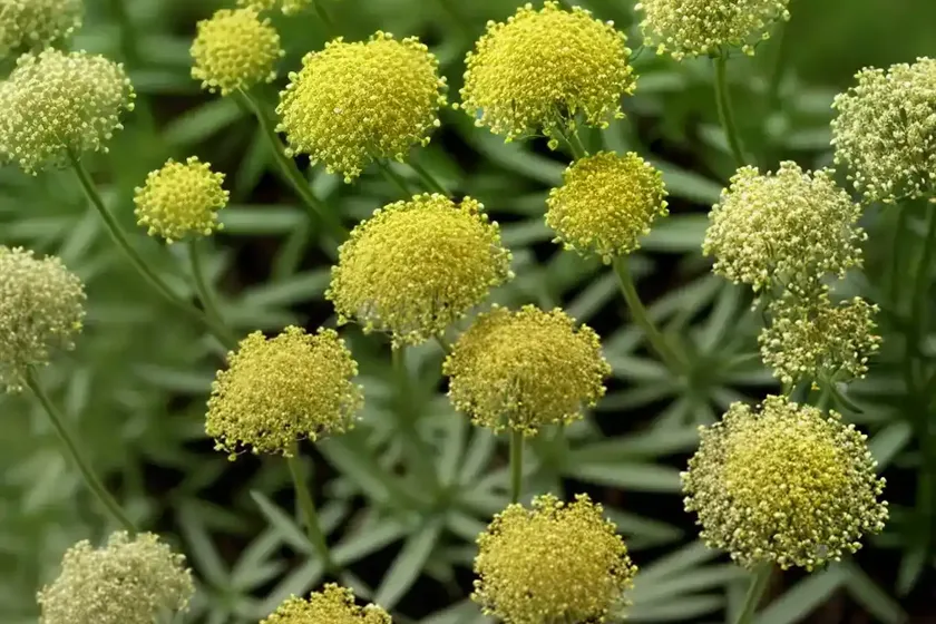 Lady’s bedstraw (galium veruma) — photo 2