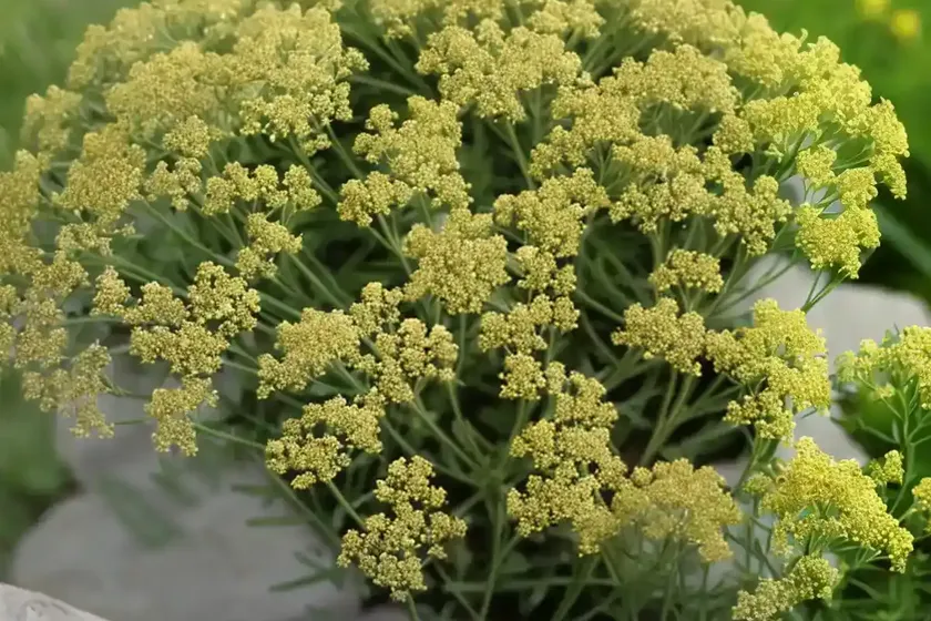 Lady’s bedstraw (galium veruma) — photo 3