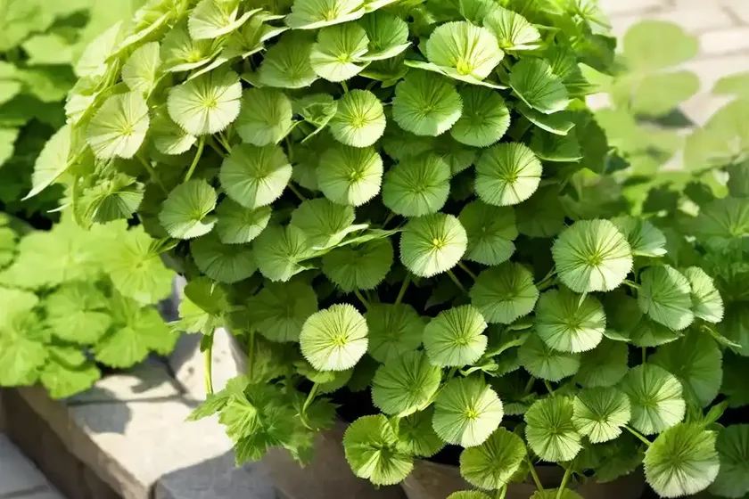 Lady’s mantle (alchemilla mollis) — photo 2
