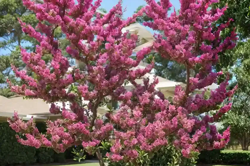 Lagerstroemia ‘comanche’ (crape myrtle) — photo 3