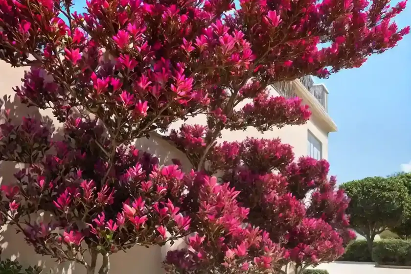 Lagerstroemia ‘Ebony Flame’ (Crape Myrtle) — photo 2