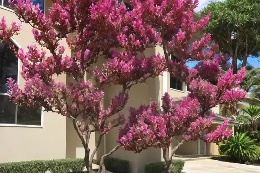 Lagerstroemia ‘Ebony Flame’ (Crape Myrtle) — photo 3