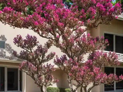 Lagerstroemia ‘Ebony Flame’ (Crape Myrtle)
