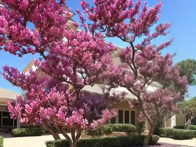 Lagerstroemia Midnight Magic� (Crape Myrtle)