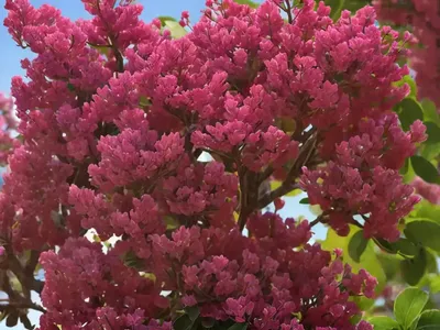 Lagerstroemia Raspberry Sundae� (Crape Myrtle)