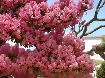 Lagerstroemia Rhapsody In Pink� (Crape Myrtle)
