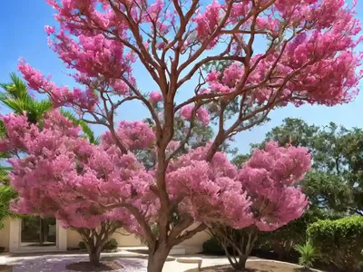 Lagerstroemia Rikki Tikki� Pink (Crape Myrtle)