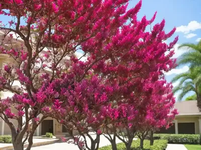Lagerstroemia Rikki Tikki� Rouge (Crape Myrtle)