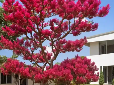 Lagerstroemia Ruffled Red Magic� (Crape Myrtle)