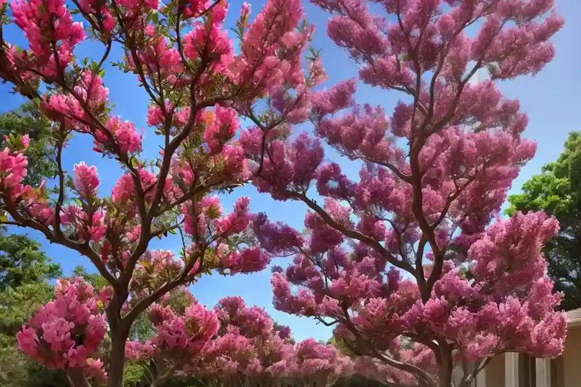 Lagerstroemia sunset magic� (crape myrtle)