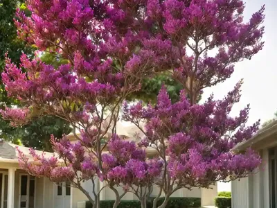 Lagerstroemia Twilight Magic� (Crape Myrtle)