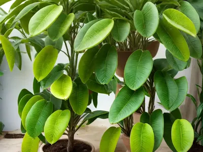 Lama (Diospyros Sandwicensis)