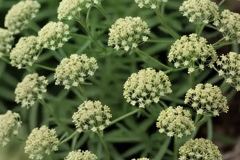 Lamarck’s bedstraw (galium divaricatum) — photo 2