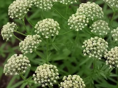 Lamarck’S Bedstraw (Galium Divaricatum)