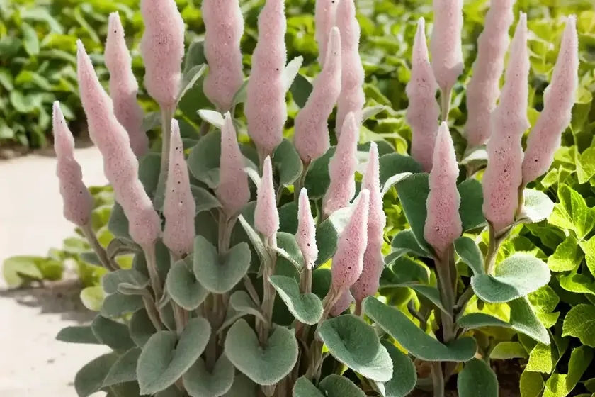 Lamb’s ear (stachys byzantina) — photo 3