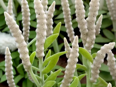 Lamb’s Ear (Stachys Byzantina)
