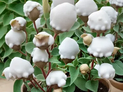 Lamb’s Ear (Stachys Byzantina ‘Cotton Boll’)