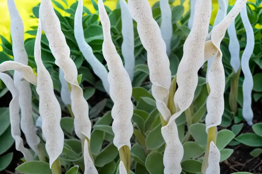 Lamb’s ears (stachys byzantina ‘striped phantom’) — photo 3