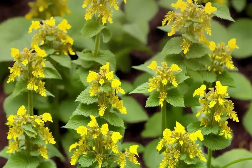 Lamium galeobdolon ‘hermann’s pride’ (yellow archangel) — photo 2