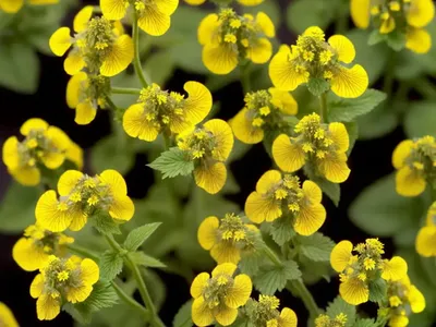 Lamium Galeobdolon ‘Hermann’s Pride’ (Yellow Archangel)