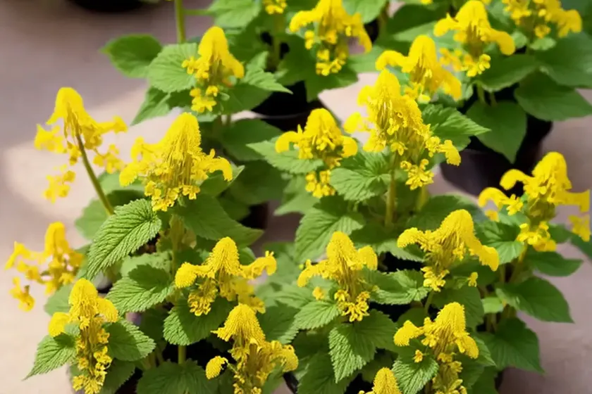 Lamium galeobdolon (yellow archangel) — photo 2