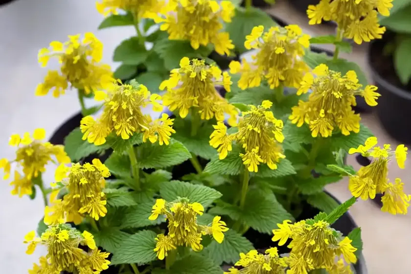 Lamium galeobdolon (yellow archangel) — photo 3