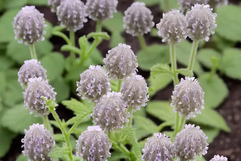 Lamium maculatum ‘beacon silver’ (spotted dead nettle) — photo 3