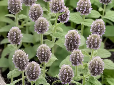 Lamium Maculatum ‘Beacon Silver’ (Spotted Dead Nettle)