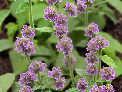 Lamium Maculatum ‘Elisabeth De Haas’ (Spotted Dead Nettle)