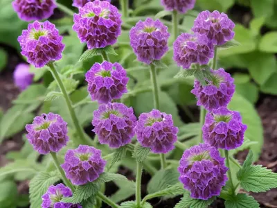 Lamium Maculatum ‘Purple Dragon’ (Spotted Dead Nettle)