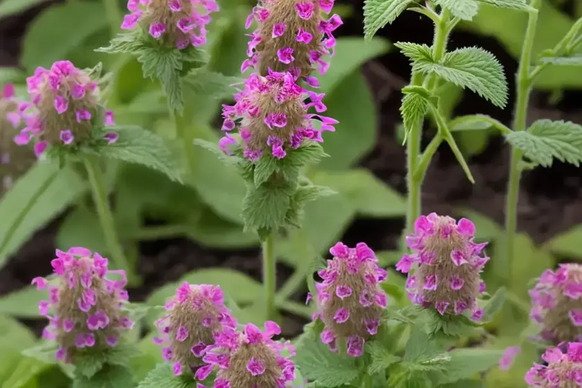 Lamium maculatum ‘red nancy’ (spotted dead nettle) — photo 3